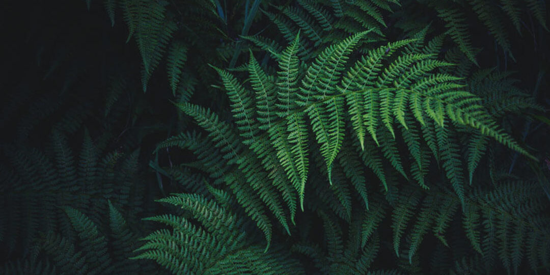 nick-cooper-731773-unsplash